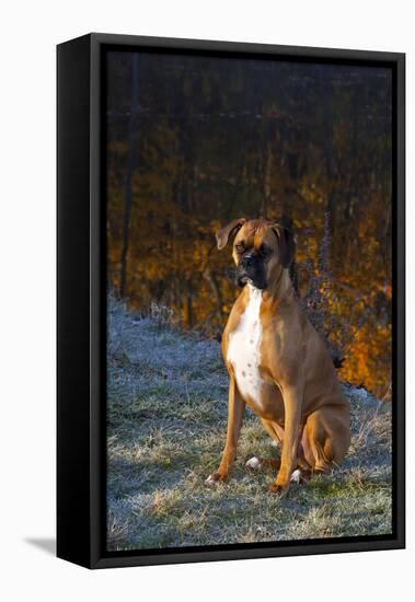 Male Boxer-Lynn M^ Stone-Framed Stretched Canvas