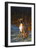 Male Boxer-Lynn M^ Stone-Framed Premium Photographic Print