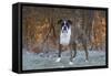 Male Boxer-Lynn M^ Stone-Framed Stretched Canvas