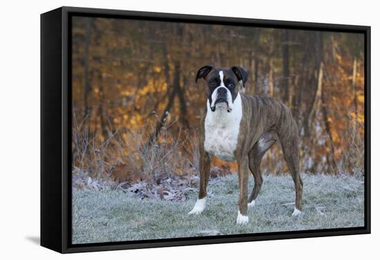 Male Boxer-Lynn M^ Stone-Framed Stretched Canvas