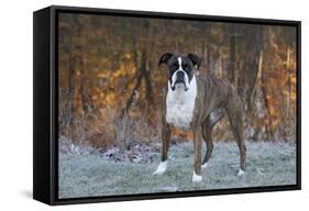 Male Boxer-Lynn M^ Stone-Framed Stretched Canvas