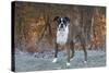 Male Boxer-Lynn M^ Stone-Stretched Canvas