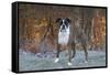 Male Boxer-Lynn M^ Stone-Framed Stretched Canvas