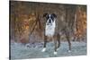 Male Boxer-Lynn M^ Stone-Stretched Canvas