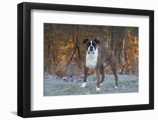 Male Boxer-Lynn M^ Stone-Framed Premium Photographic Print