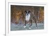 Male Boxer-Lynn M^ Stone-Framed Photographic Print