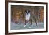 Male Boxer-Lynn M^ Stone-Framed Photographic Print