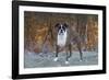 Male Boxer-Lynn M^ Stone-Framed Photographic Print