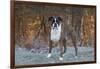 Male Boxer-Lynn M^ Stone-Framed Photographic Print