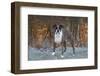 Male Boxer-Lynn M^ Stone-Framed Photographic Print