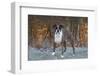 Male Boxer-Lynn M^ Stone-Framed Photographic Print