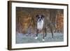 Male Boxer-Lynn M^ Stone-Framed Photographic Print