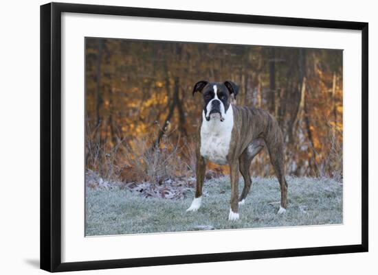 Male Boxer-Lynn M^ Stone-Framed Photographic Print