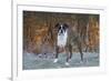 Male Boxer-Lynn M^ Stone-Framed Photographic Print