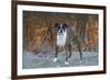 Male Boxer-Lynn M^ Stone-Framed Photographic Print