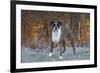 Male Boxer-Lynn M^ Stone-Framed Photographic Print