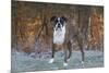 Male Boxer-Lynn M^ Stone-Mounted Photographic Print