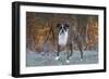 Male Boxer-Lynn M^ Stone-Framed Photographic Print