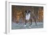 Male Boxer-Lynn M^ Stone-Framed Photographic Print