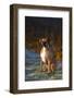 Male Boxer-Lynn M^ Stone-Framed Photographic Print