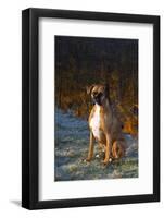 Male Boxer-Lynn M^ Stone-Framed Photographic Print