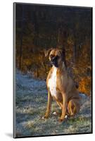 Male Boxer-Lynn M^ Stone-Mounted Photographic Print