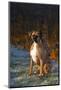 Male Boxer-Lynn M^ Stone-Mounted Photographic Print