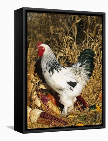 Male Brahma Breed Domestic Chicken with Vegetables, USA-Lynn M^ Stone-Framed Stretched Canvas