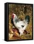 Male Brahma Breed Domestic Chicken with Vegetables, USA-Lynn M^ Stone-Framed Stretched Canvas