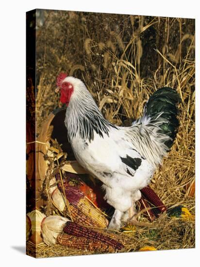 Male Brahma Breed Domestic Chicken with Vegetables, USA-Lynn M^ Stone-Stretched Canvas