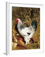 Male Brahma Breed Domestic Chicken with Vegetables, USA-Lynn M^ Stone-Framed Photographic Print