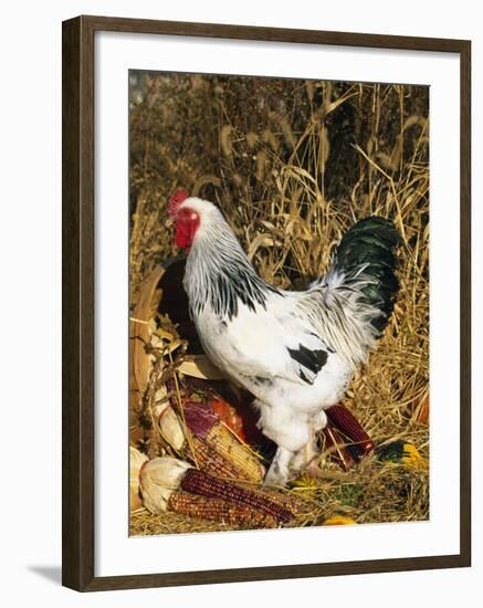 Male Brahma Breed Domestic Chicken with Vegetables, USA-Lynn M^ Stone-Framed Photographic Print
