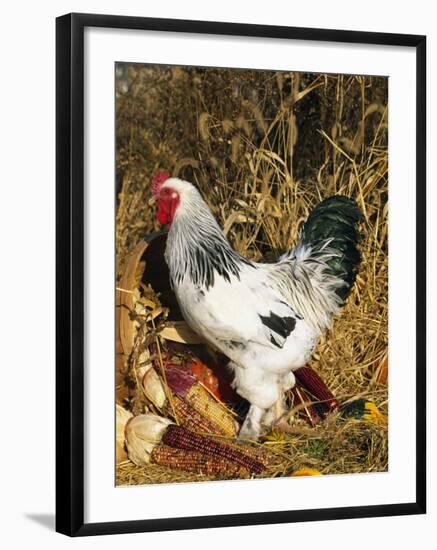 Male Brahma Breed Domestic Chicken with Vegetables, USA-Lynn M^ Stone-Framed Photographic Print