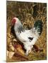 Male Brahma Breed Domestic Chicken with Vegetables, USA-Lynn M^ Stone-Mounted Photographic Print