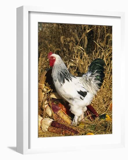 Male Brahma Breed Domestic Chicken with Vegetables, USA-Lynn M^ Stone-Framed Photographic Print