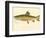 Male Brook Trout-null-Framed Giclee Print