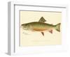 Male Brook Trout-null-Framed Giclee Print