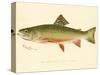 Male Brook Trout-null-Stretched Canvas