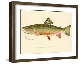 Male Brook Trout-null-Framed Giclee Print