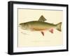 Male Brook Trout-null-Framed Giclee Print