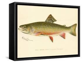 Male Brook Trout-null-Framed Stretched Canvas