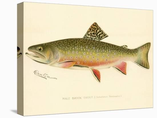 Male Brook Trout-null-Stretched Canvas