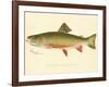 Male Brook Trout-null-Framed Giclee Print