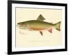 Male Brook Trout-null-Framed Giclee Print