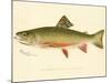 Male Brook Trout-null-Mounted Giclee Print