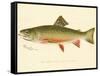 Male Brook Trout-null-Framed Stretched Canvas