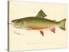 Male Brook Trout-null-Stretched Canvas