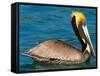 Male Brown Pelican in Breeding Plumage, Mexico-Charles Sleicher-Framed Stretched Canvas