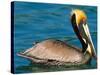 Male Brown Pelican in Breeding Plumage, Mexico-Charles Sleicher-Stretched Canvas