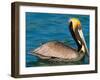 Male Brown Pelican in Breeding Plumage, Mexico-Charles Sleicher-Framed Photographic Print